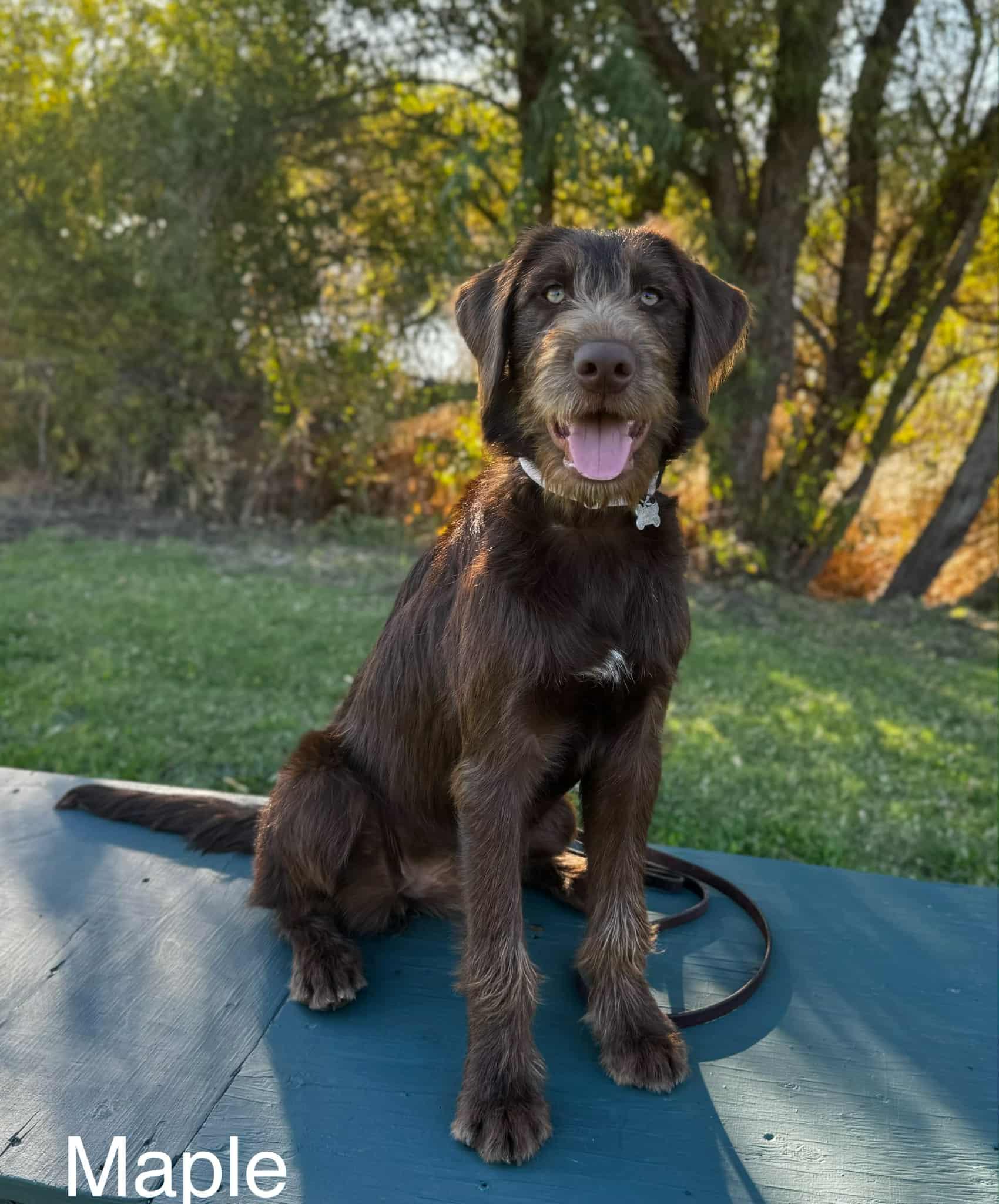 Enlarge MAPLE, a Adopted mixed breed in Norco, CA image 2/4