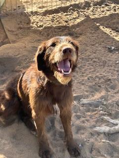 Enlarge MAPLE, a Adopted mixed breed in Norco, CA image 3/4