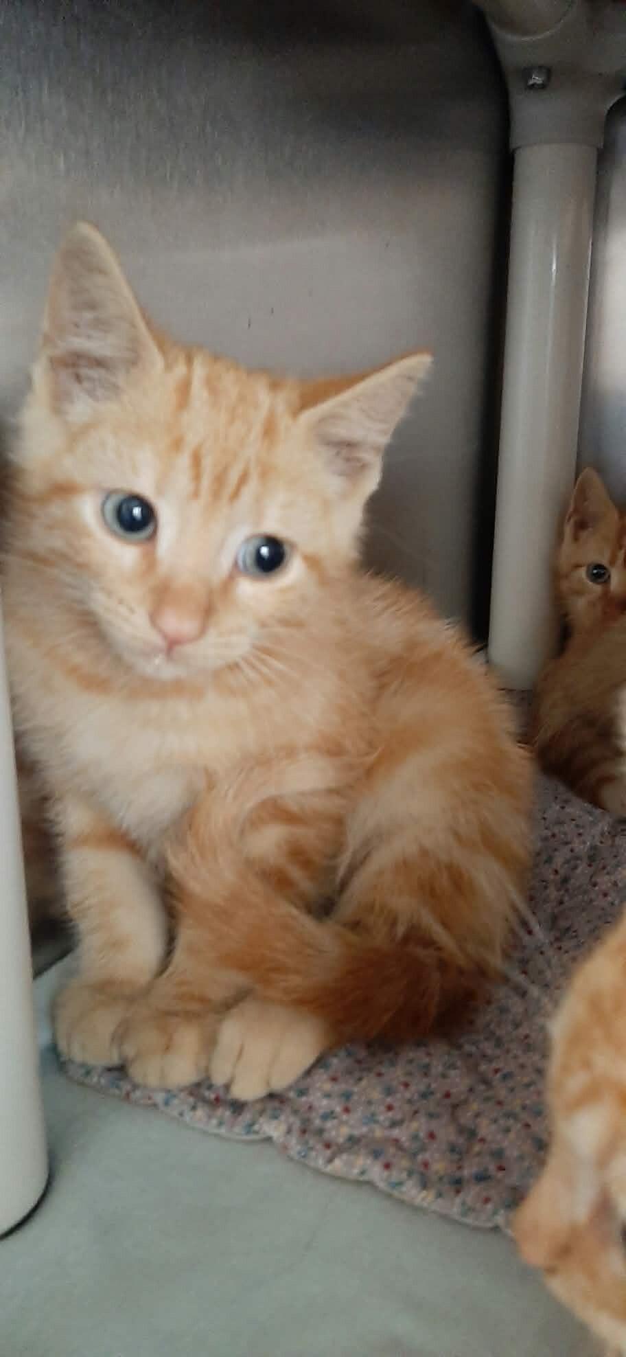 Mustang, Adoptable, Kitten Male Domestic Short Hair.