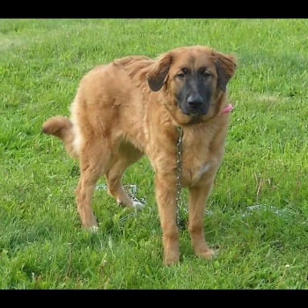 Beasley, Adopted, Young Female German Shepherd Dog.