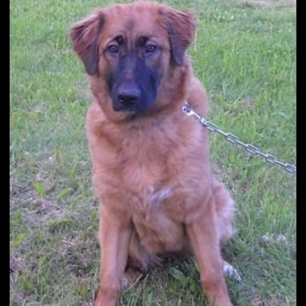 Enlarge Beasley, a Adopted mixed breed in Minden, ON image 2/2