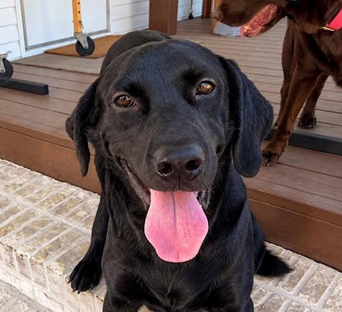 Neptune 2, Adopted, Adult Male Black Labrador Retriever.