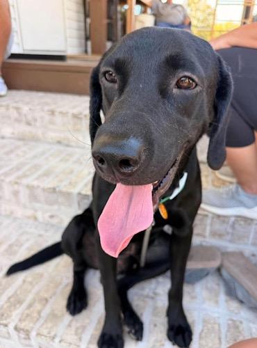 Enlarge Neptune 2, a Adopted Black Labrador Retriever in Killingworth, CT image 2/6