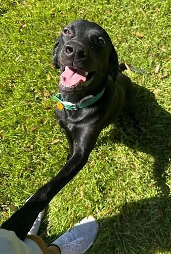 Enlarge Neptune 2, a Adopted Black Labrador Retriever in Killingworth, CT image 3/6