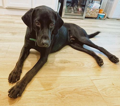 Enlarge Neptune 2, a Adopted Black Labrador Retriever in Killingworth, CT image 4/6