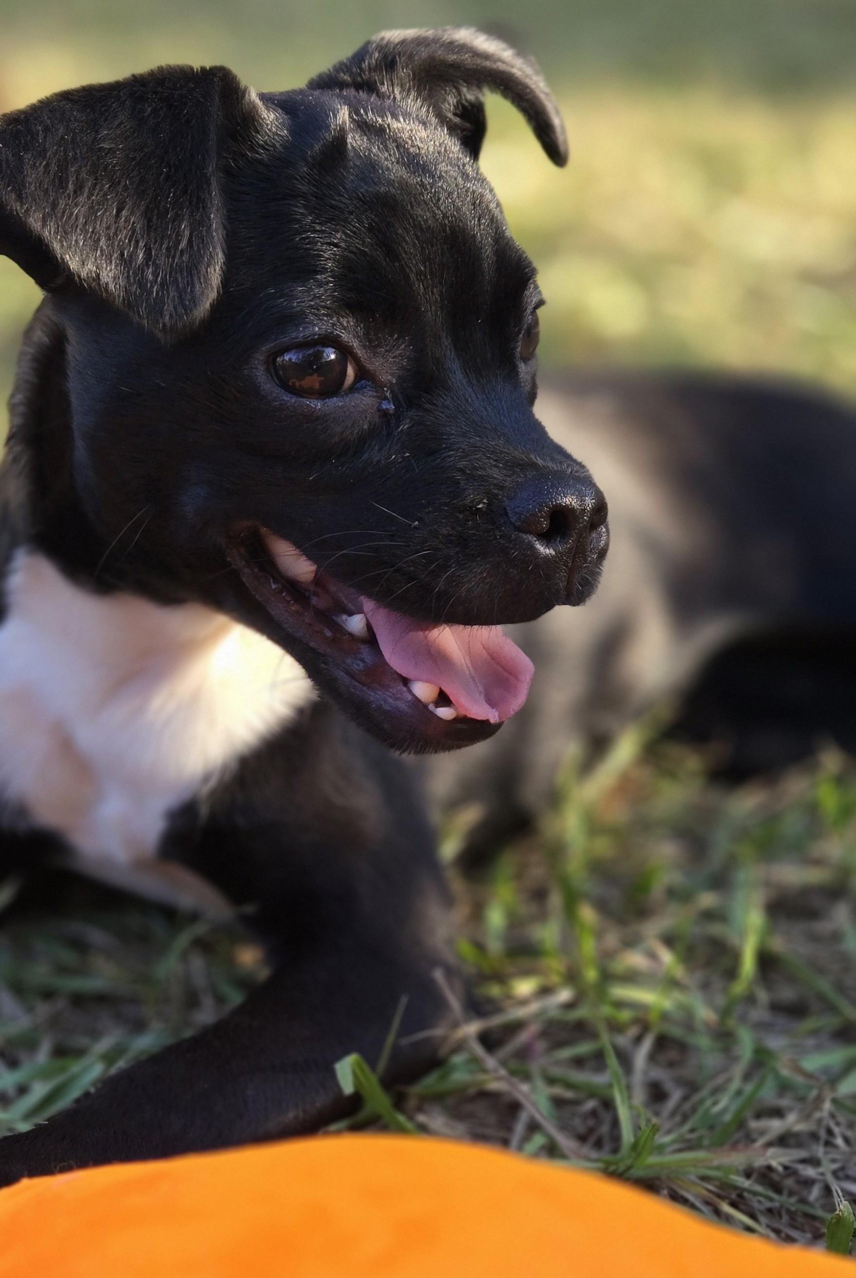 Raven, Adoptable, Puppy Female Chihuahua & Pug.