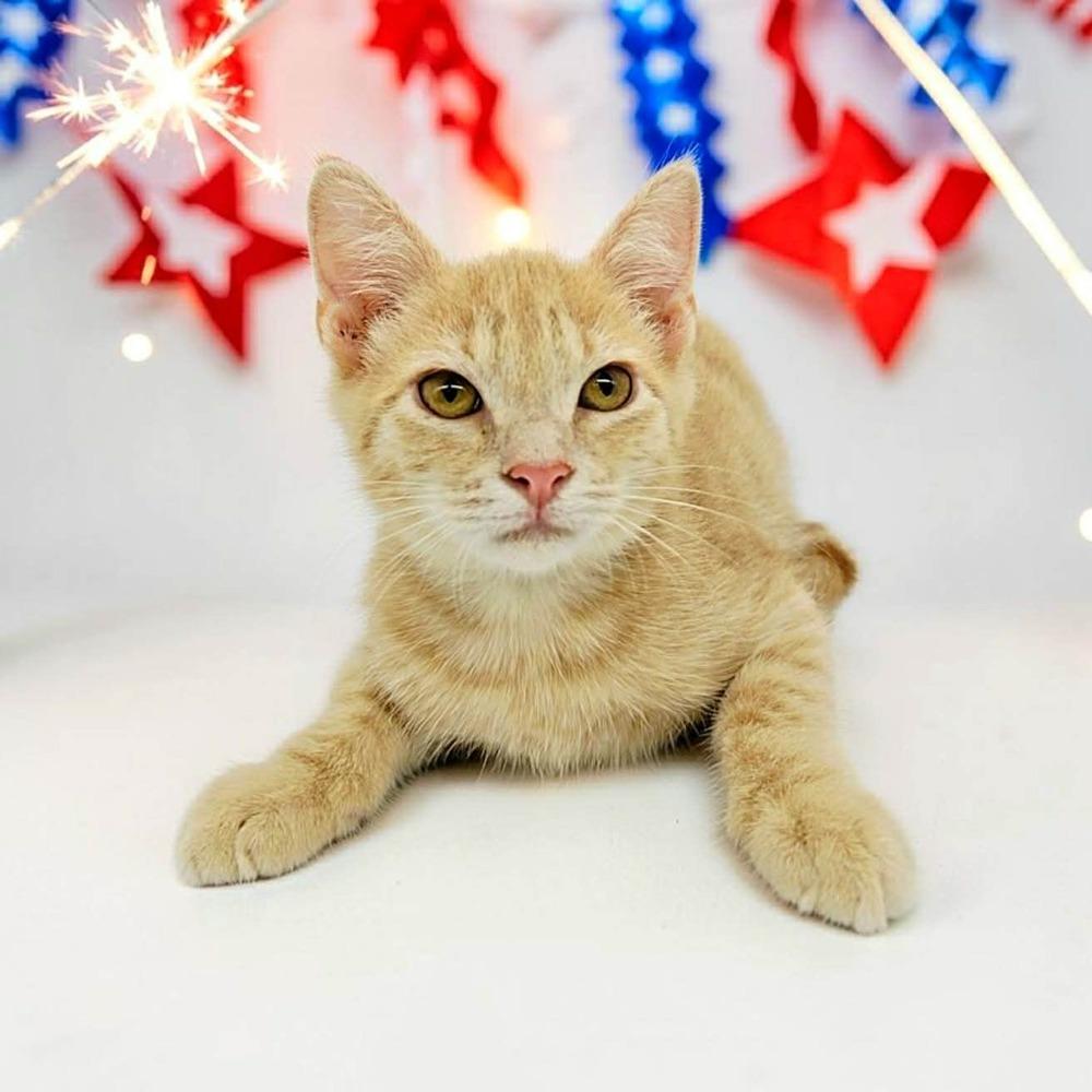 Chuckie, a ADOPTABLE Domestic Short Hair in Commerce City, CO image 2/4