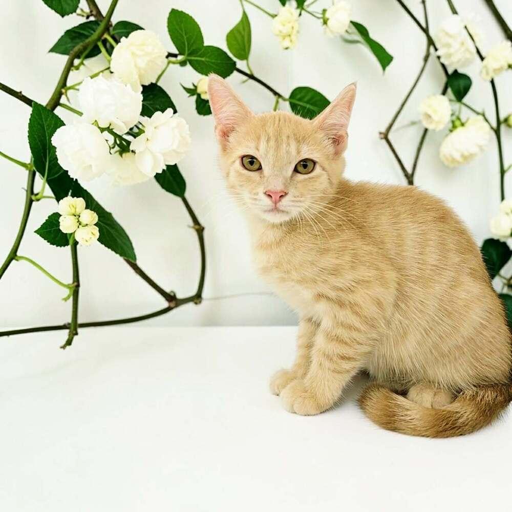 Chuckie, a ADOPTABLE Domestic Short Hair in Commerce City, CO image 3/4