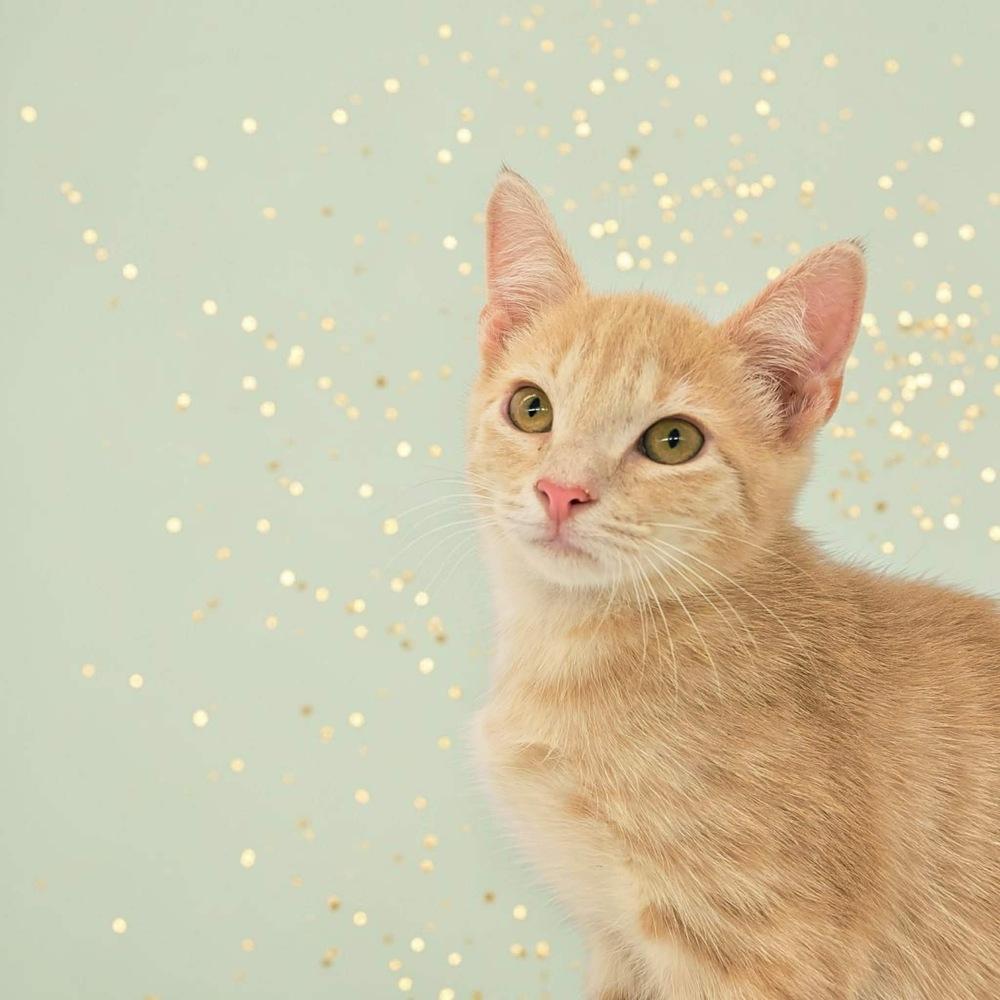 Chuckie, ADOPTABLE, Kitten Male Domestic Short Hair.