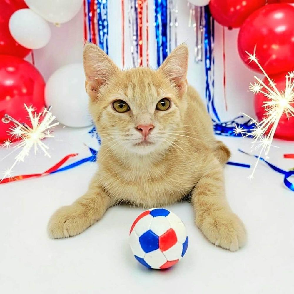 Chuckie, a ADOPTABLE Domestic Short Hair in Commerce City, CO image 4/4