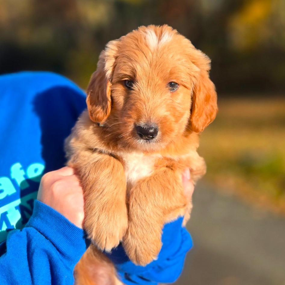 Enlarge CT Kody avail Oct 26 (Scarecrow Festival- Somers, CT), a Adoptable mixed breed in Eastford, CT image 2/4