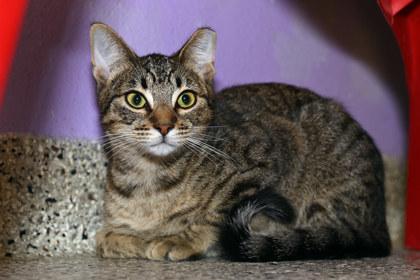 Laci, Adoptable, Adult Female Domestic Short Hair & Domestic Short Hair.