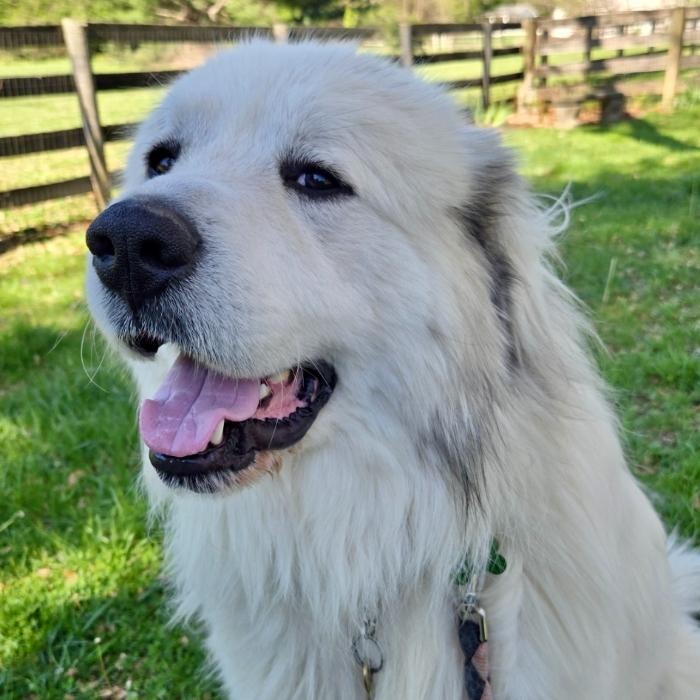 Solomon, Adoptable, Young Male Great Pyrenees.
