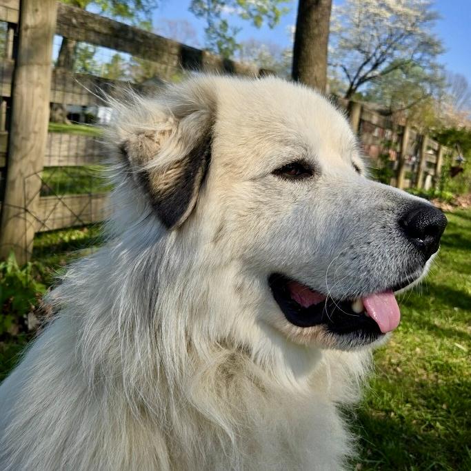 Enlarge Solomon, a Adoptable Great Pyrenees in Louisville, KY image 2/6