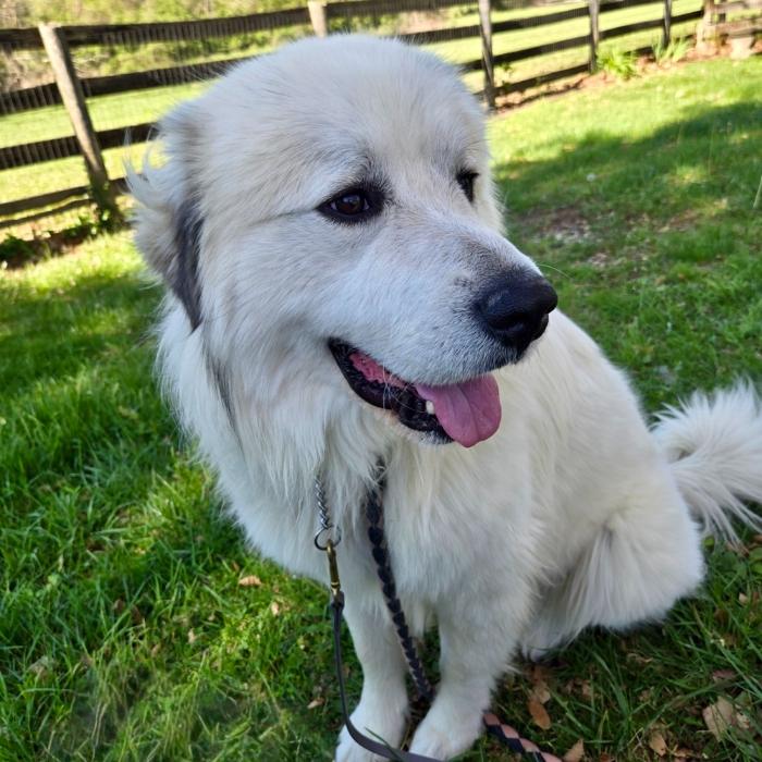 Enlarge Solomon, a Adoptable Great Pyrenees in Louisville, KY image 3/6