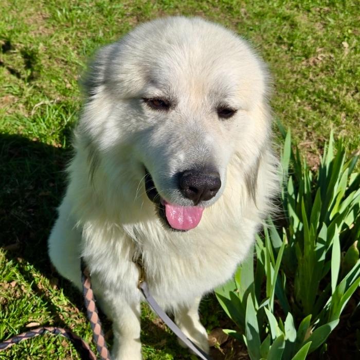 Enlarge Solomon, a Adoptable Great Pyrenees in Louisville, KY image 4/6