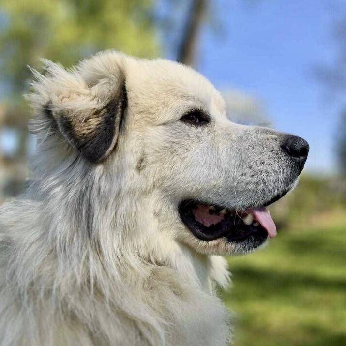 Enlarge Solomon, a Adoptable Great Pyrenees in Louisville, KY image 5/6