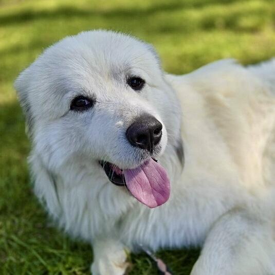 Enlarge Solomon, a Adoptable Great Pyrenees in Louisville, KY image 6/6