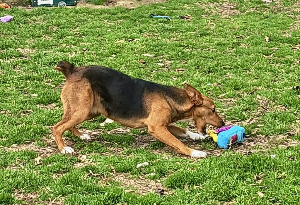 Annie — thumbnail 2