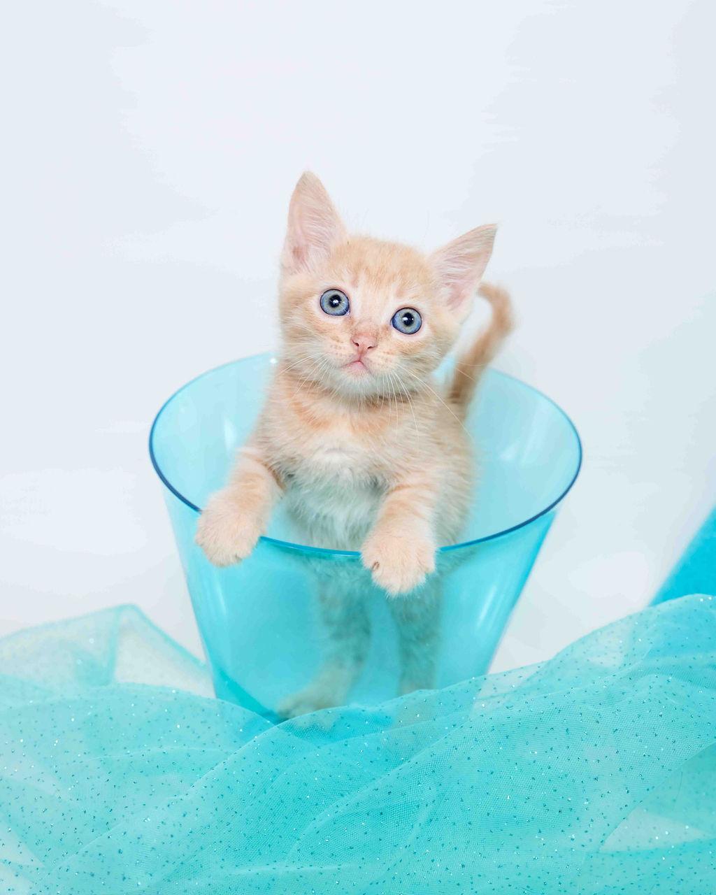 Dandelion - Pre Adopt - In Foster Tabby Cat