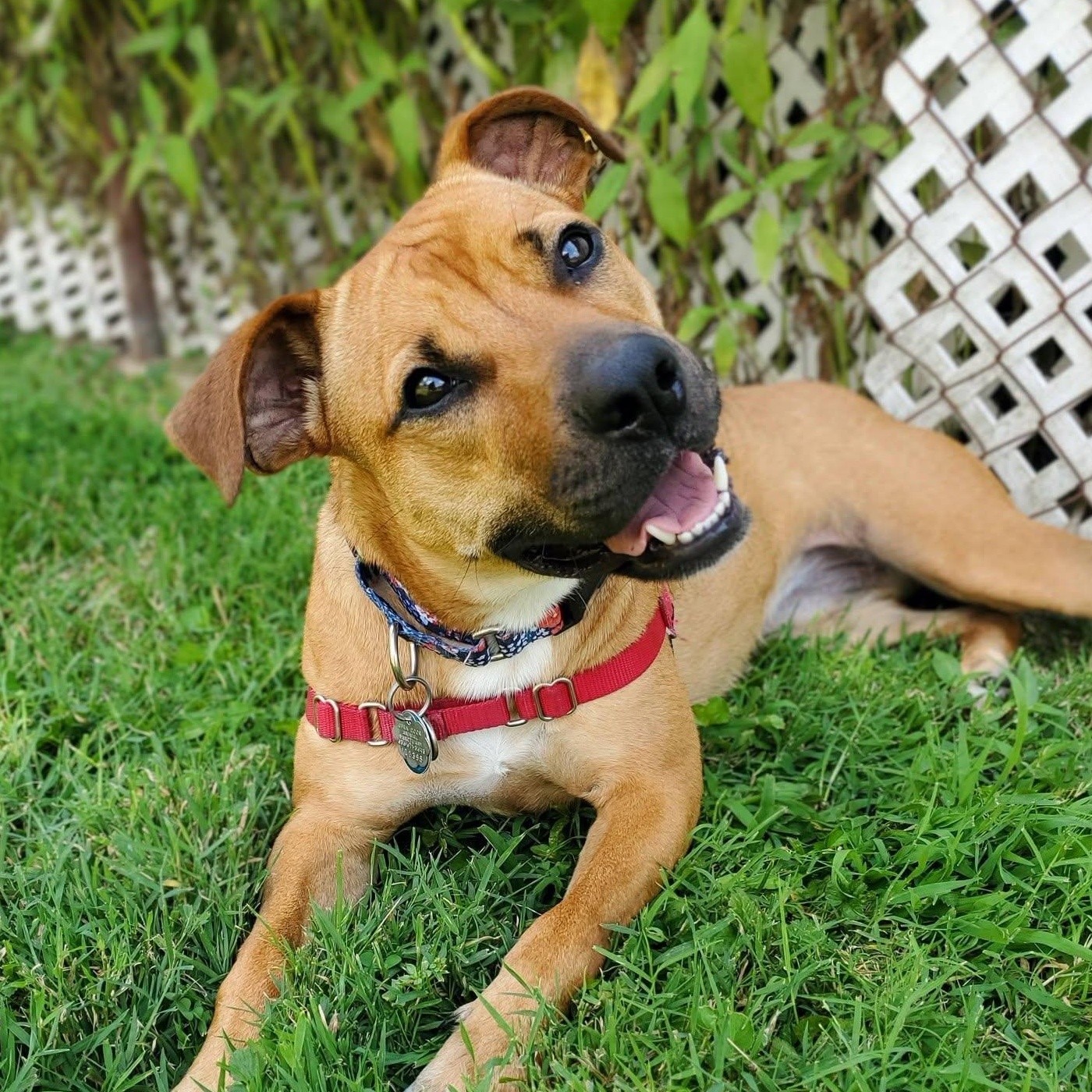 Sheila, a Adoptable mixed breed in House Springs, MO image 1/6