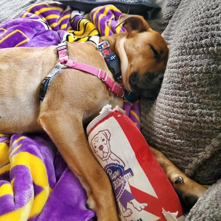 Sheila, a Adoptable mixed breed in House Springs, MO image 3/6