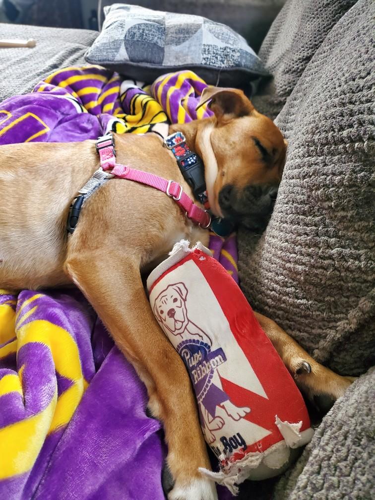 Enlarge Sheila, a Adoptable mixed breed in House Springs, MO image 3/6