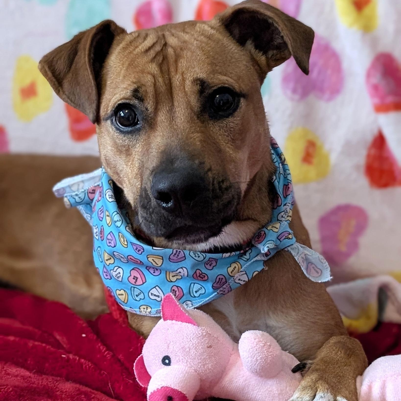 Enlarge Sheila, a Adoptable mixed breed in House Springs, MO image 1/6