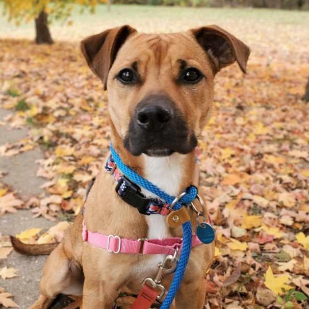 Enlarge Sheila, a Adoptable mixed breed in House Springs, MO image 4/6