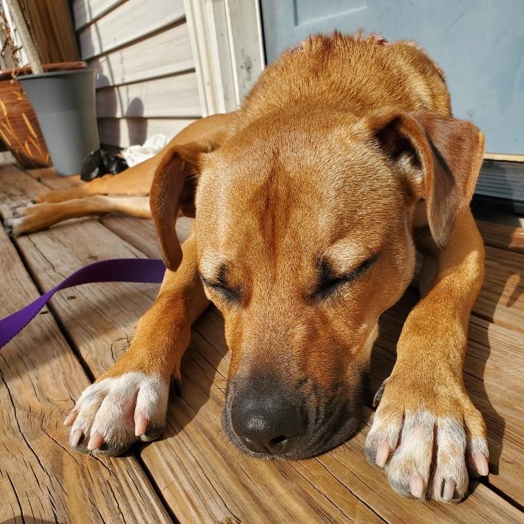 Enlarge Sheila, a Adoptable mixed breed in House Springs, MO image 6/6