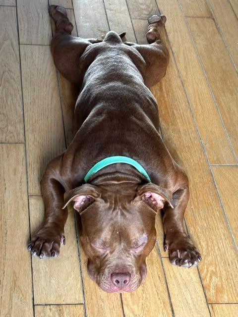 Froggy, Adoptable, Young Male American Bulldog.