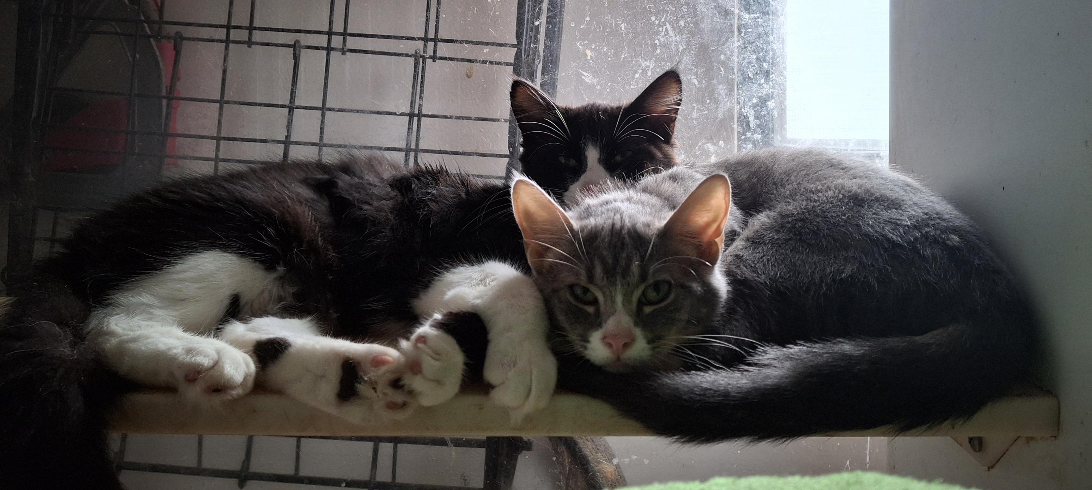 Jeb and Jimmy, a Adoptable Domestic Medium Hair in Bear, DE image 1/5