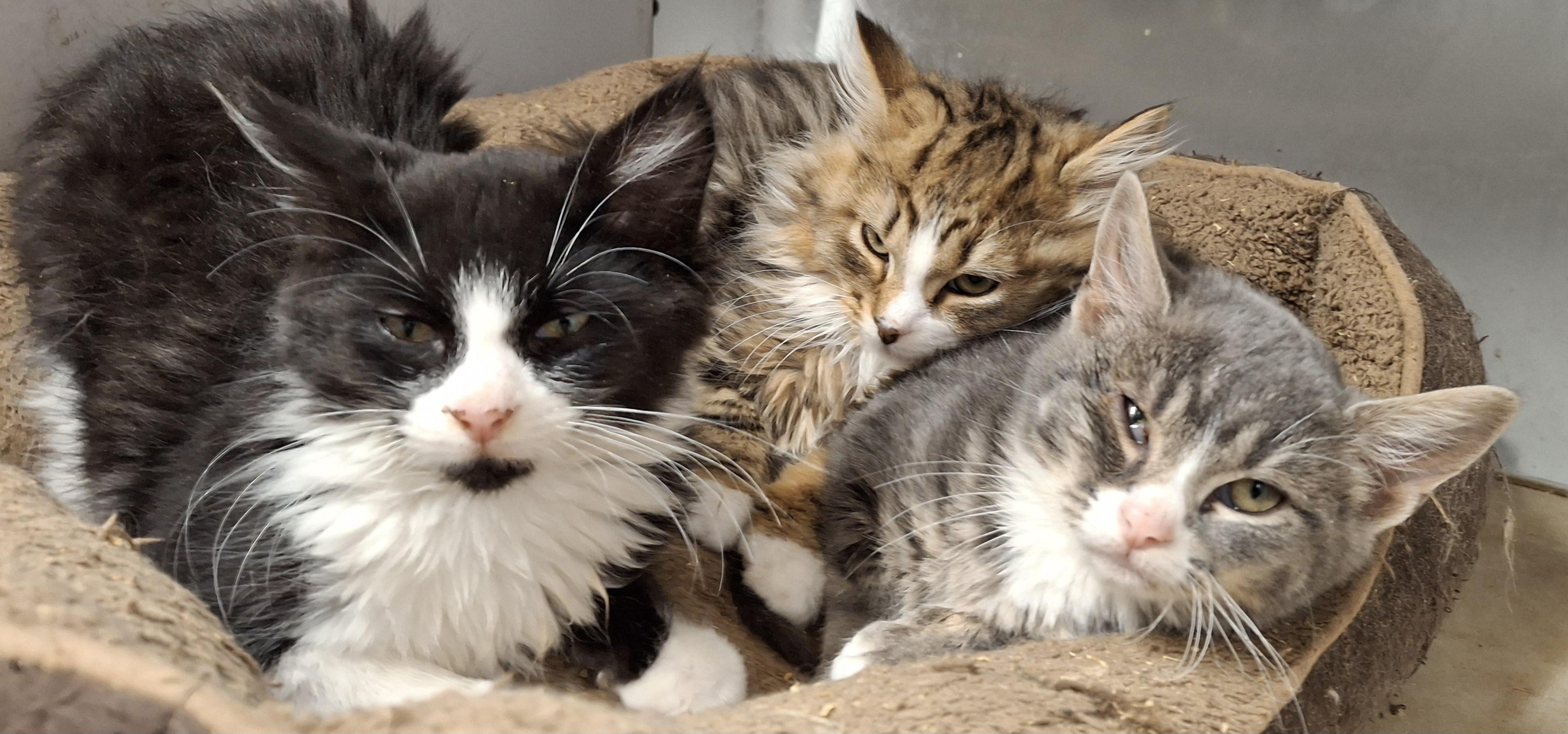 Jeb and Jimmy, a Adoptable Domestic Medium Hair in Bear, DE image 4/5