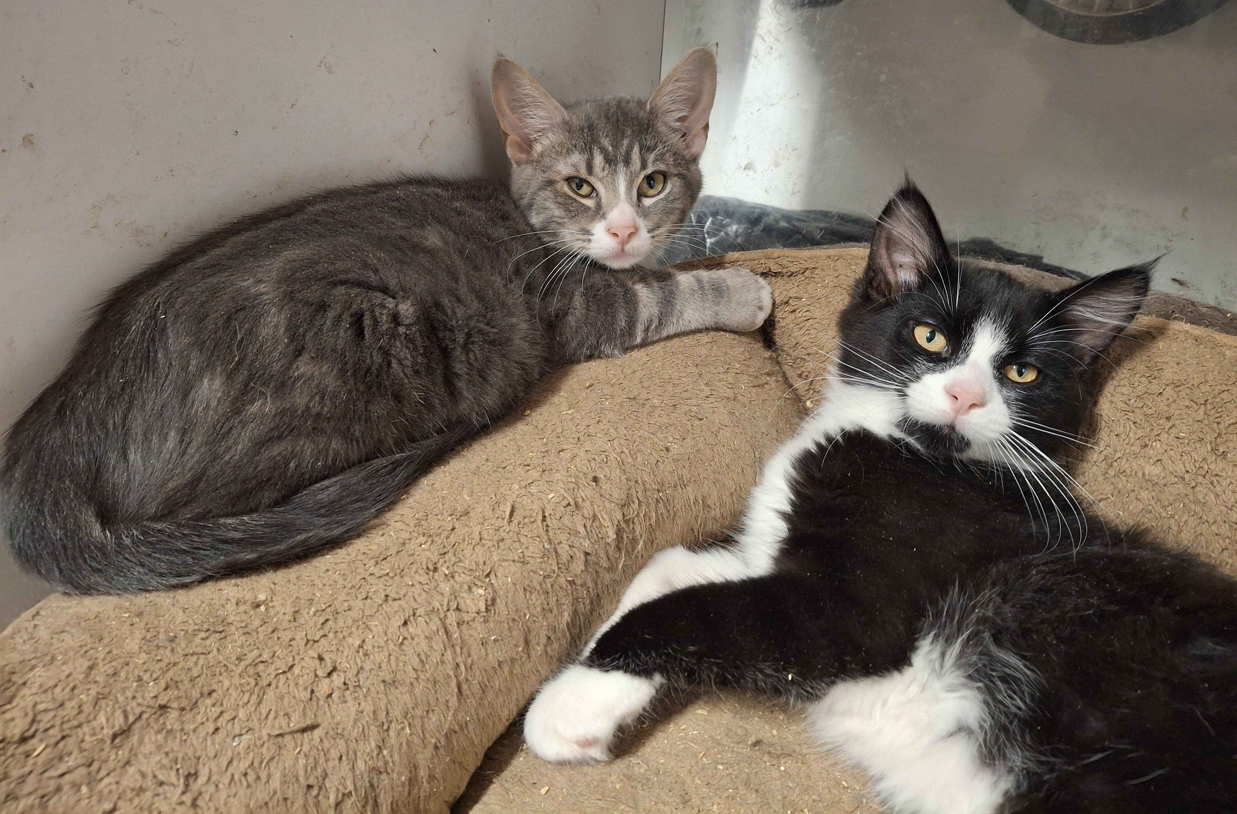 Jeb and Jimmy, a Adoptable Domestic Medium Hair in Bear, DE image 2/5