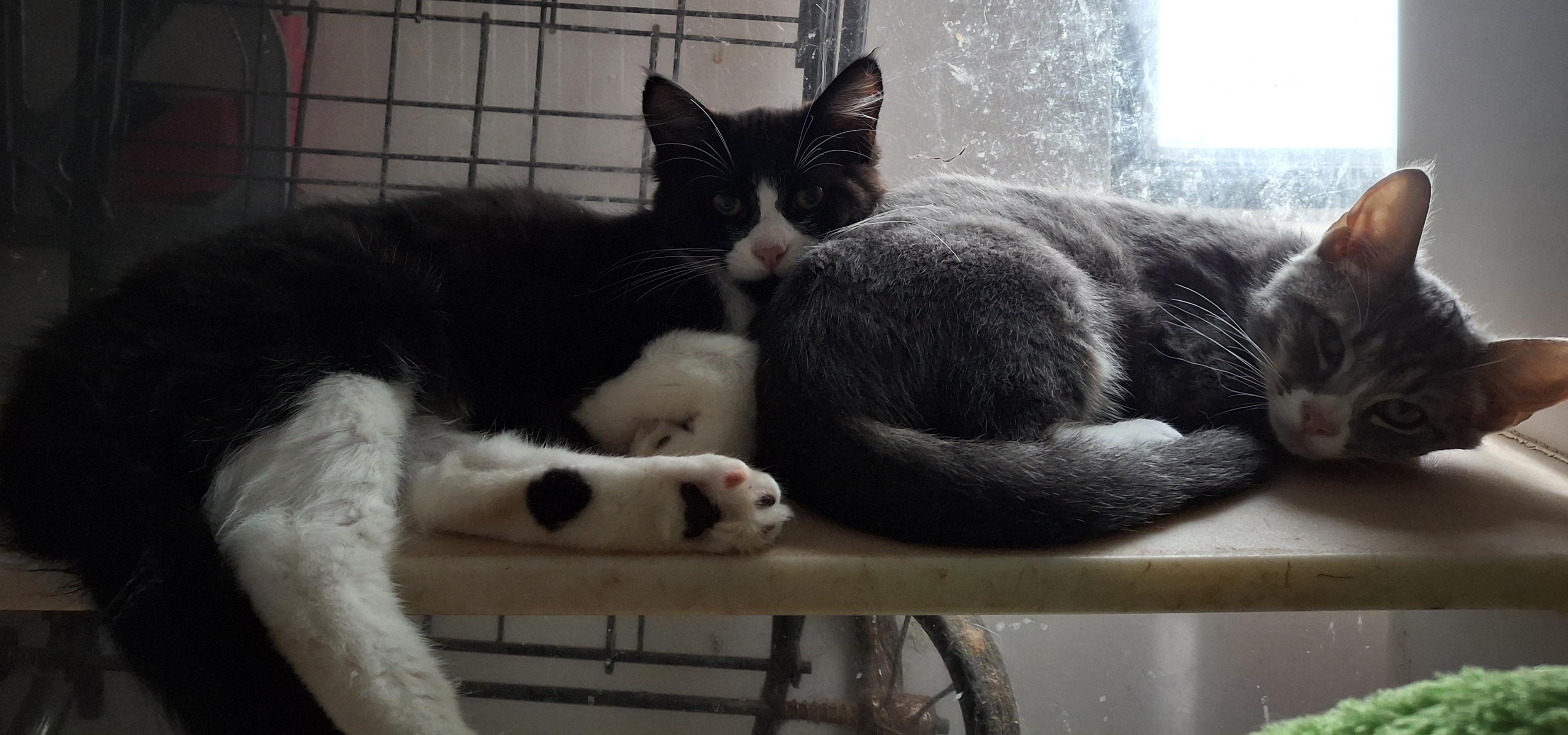 Jeb and Jimmy, a Adoptable Domestic Medium Hair in Bear, DE image 3/5