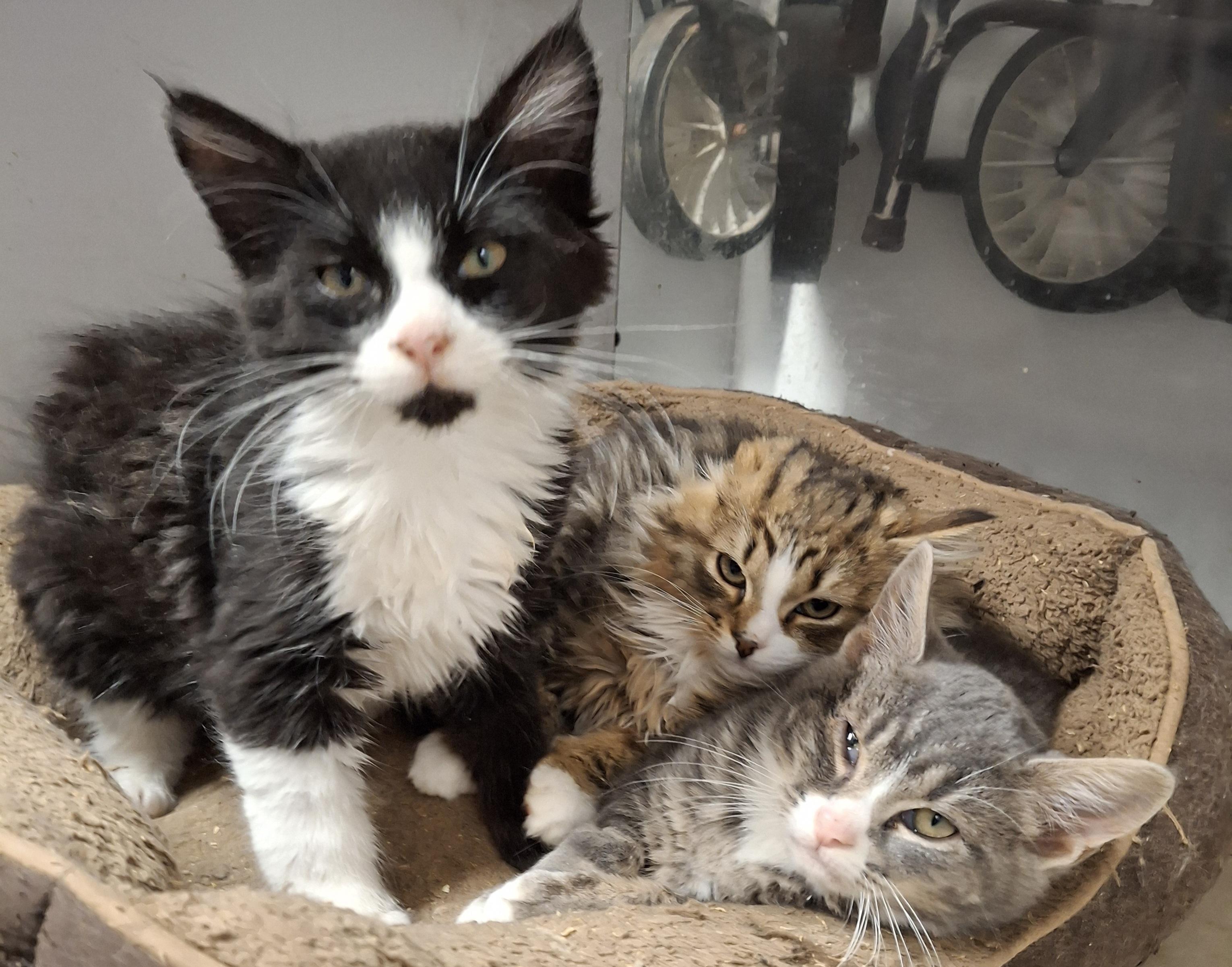 Jeb and Jimmy, a Adoptable Domestic Medium Hair in Bear, DE image 5/5