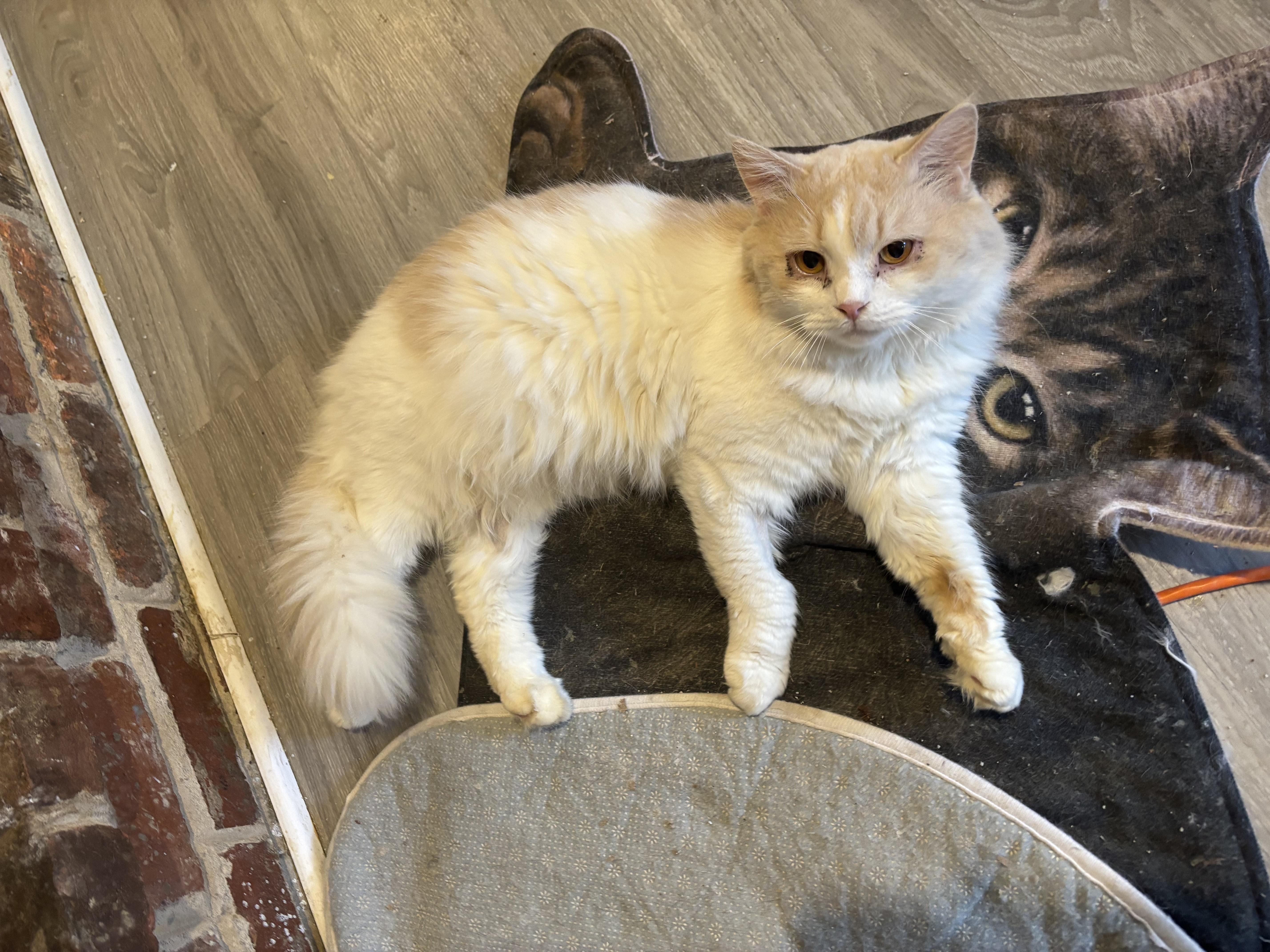 Baybars (long hair, part Persian), ADOPTABLE, Young Male Persian & Domestic Long Hair.