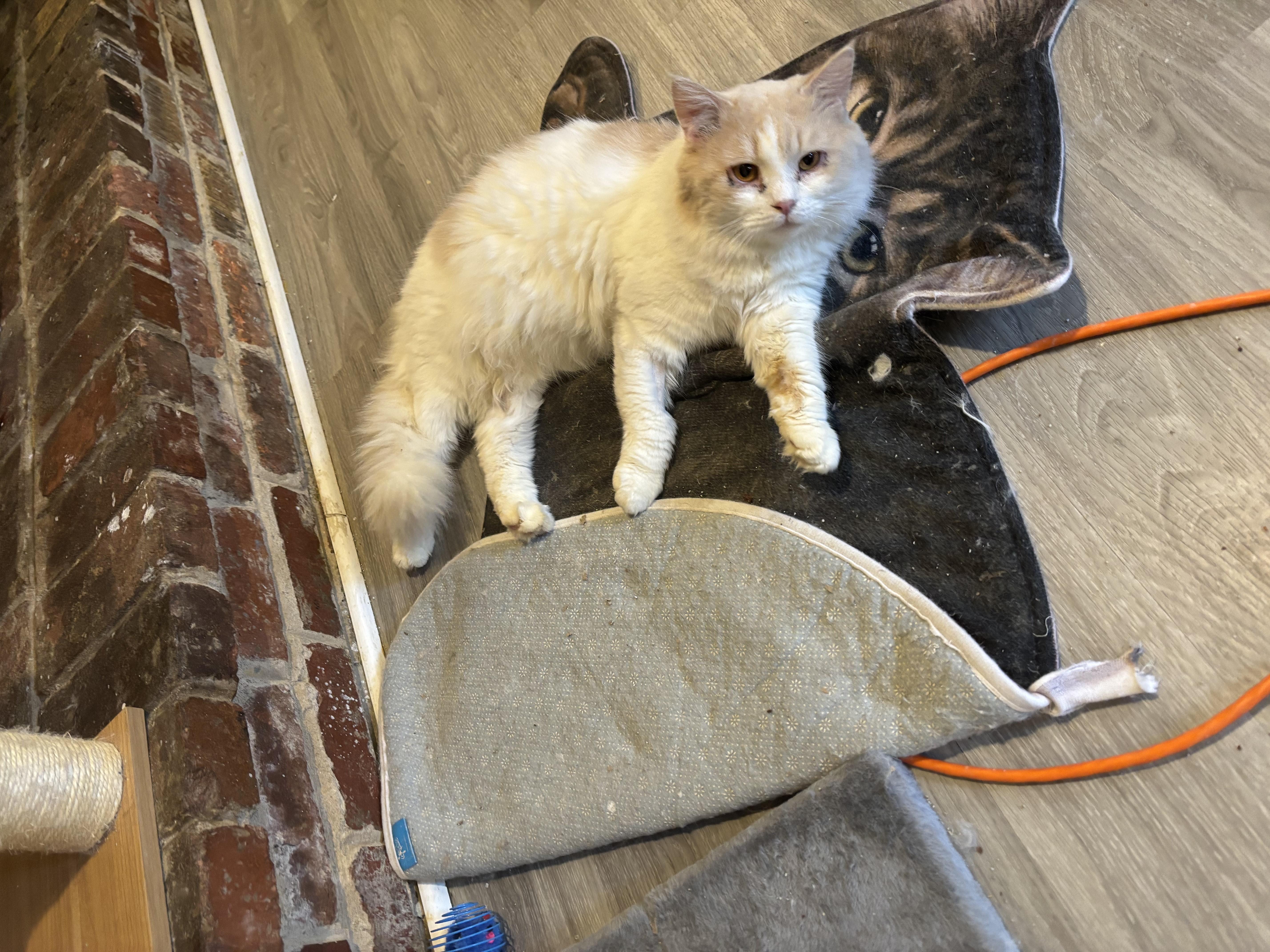 Enlarge Baybars (long hair, part Persian), a ADOPTABLE mixed breed in Fairfax, VA image 2/3