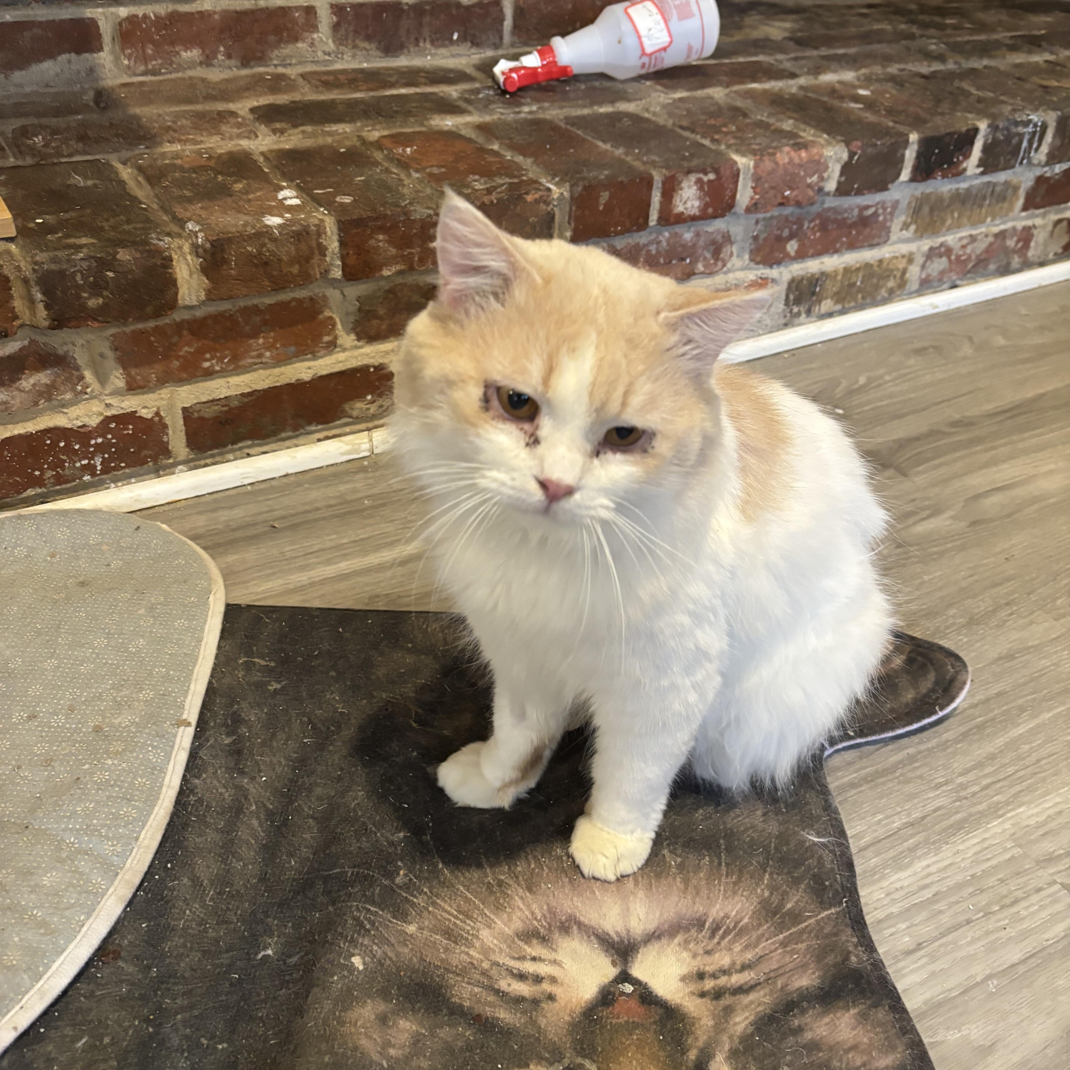 Enlarge Baybars (long hair, part Persian), a ADOPTABLE mixed breed in Fairfax, VA image 3/3