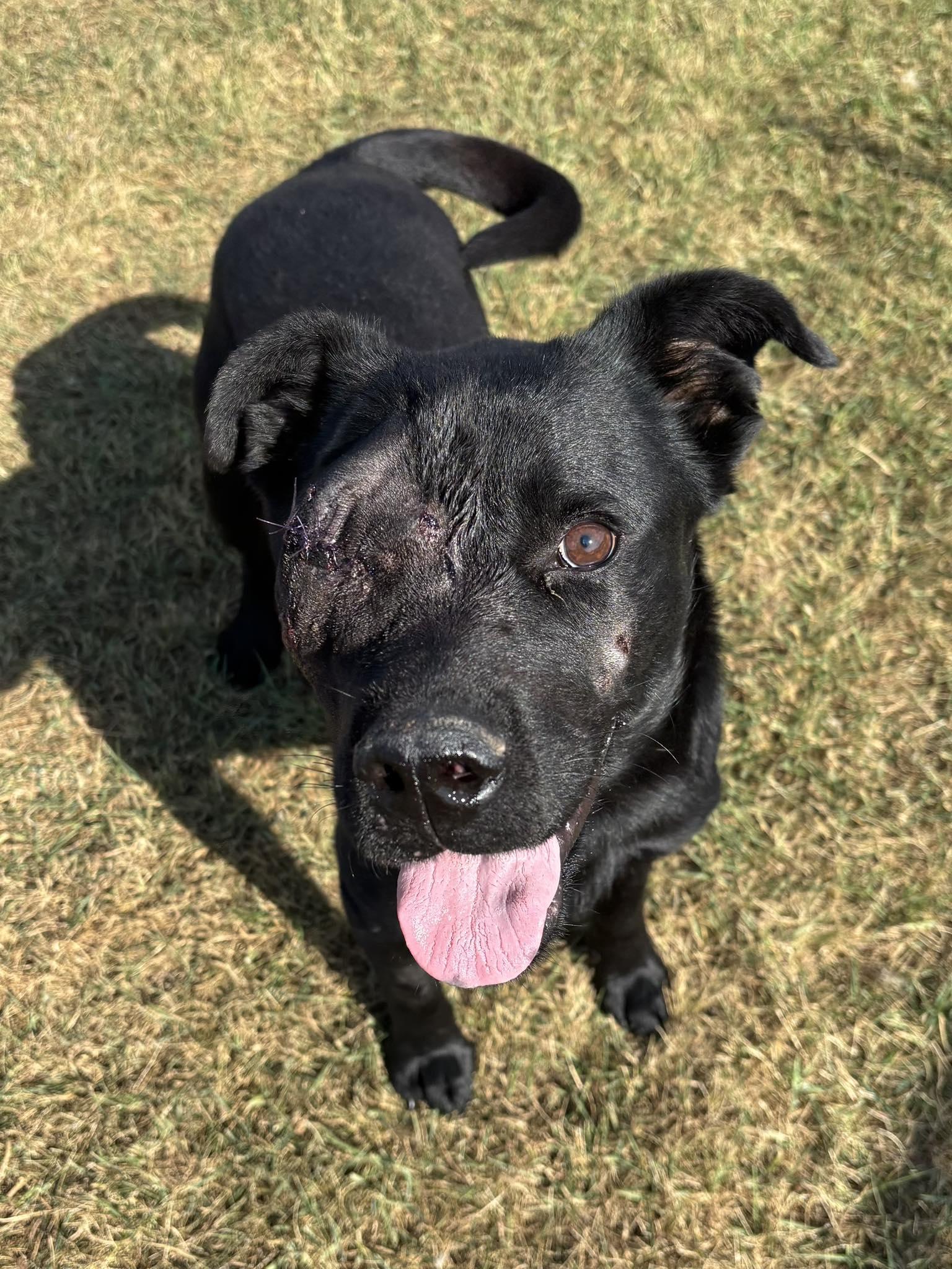 Phil, an adoptable Labrador Retriever in wetaskiwin, AB, t9a 2j4 | Photo Image 1
