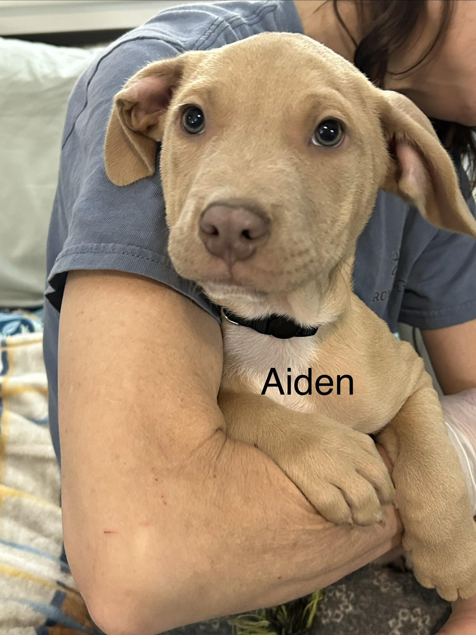 Aiden, adopted, Young Male Yellow Labrador Retriever.