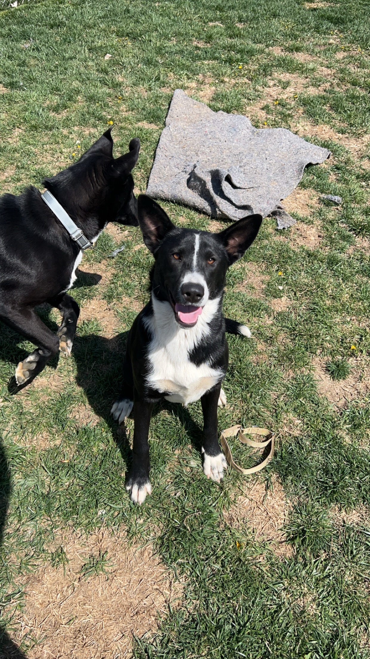 Dog for adoption Blueberry, a Border Collie in Boonville, MO Petfinder