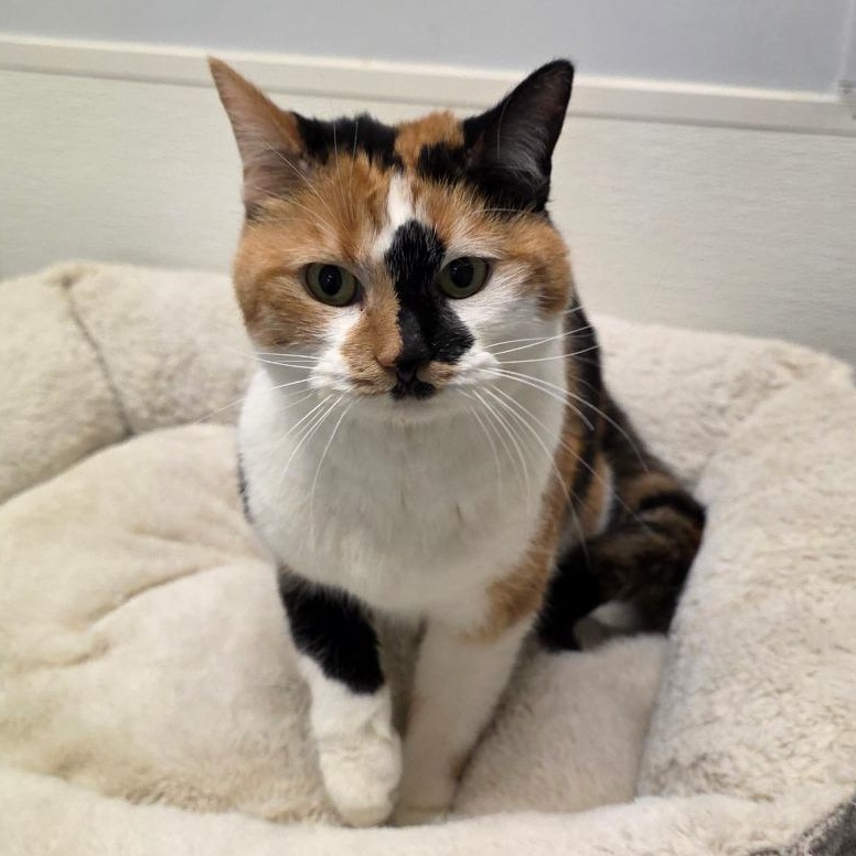 Enlarge Callie, a Adoptable mixed breed in Greensboro, NC image 4/6