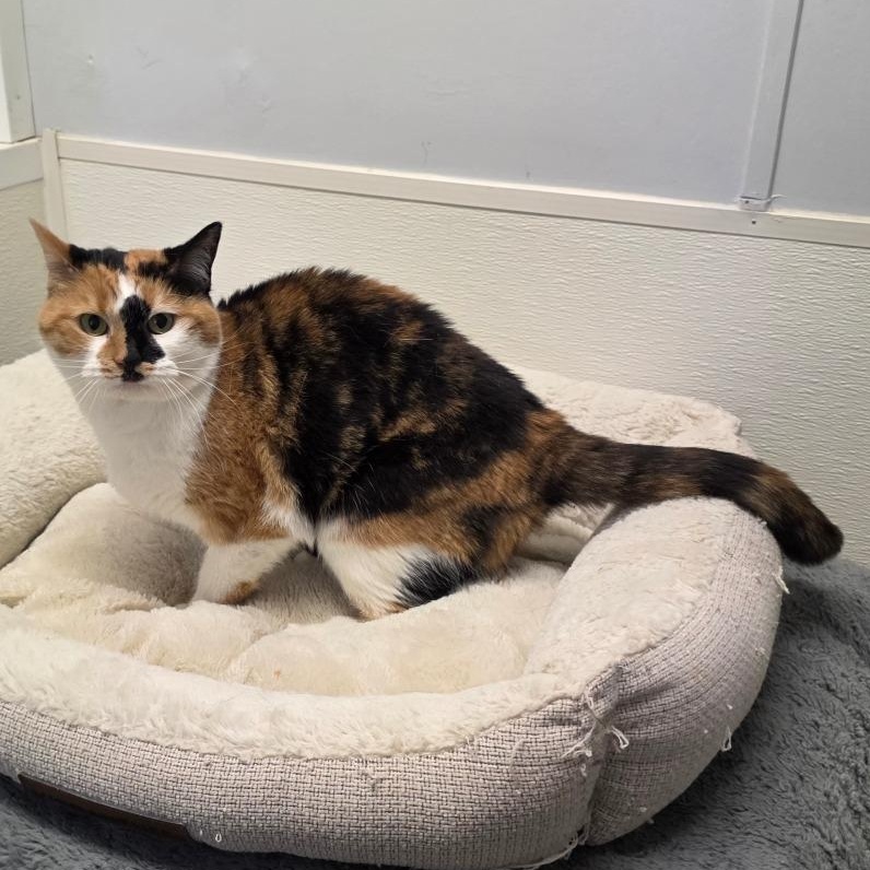 Enlarge Callie, a Adoptable mixed breed in Greensboro, NC image 5/6