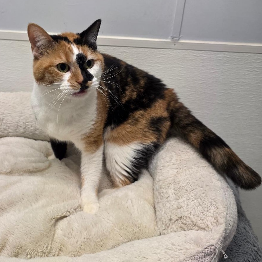 Enlarge Callie, a Adoptable mixed breed in Greensboro, NC image 3/6