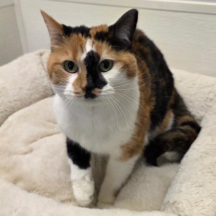 Callie, Adoptable, Adult Female Calico & Domestic Short Hair.