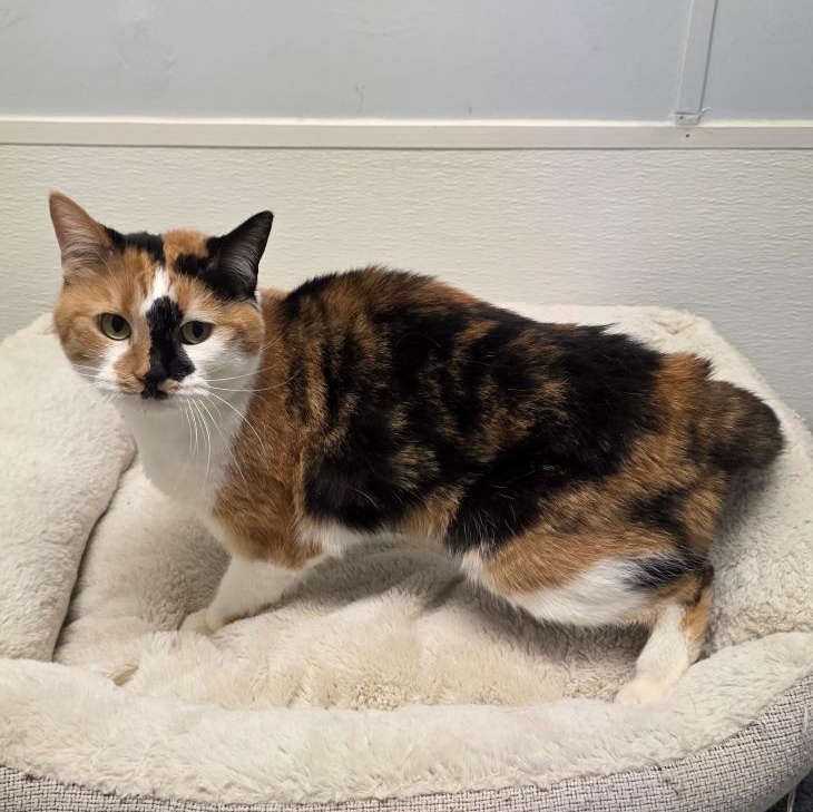 Enlarge Callie, a Adoptable mixed breed in Greensboro, NC image 2/6