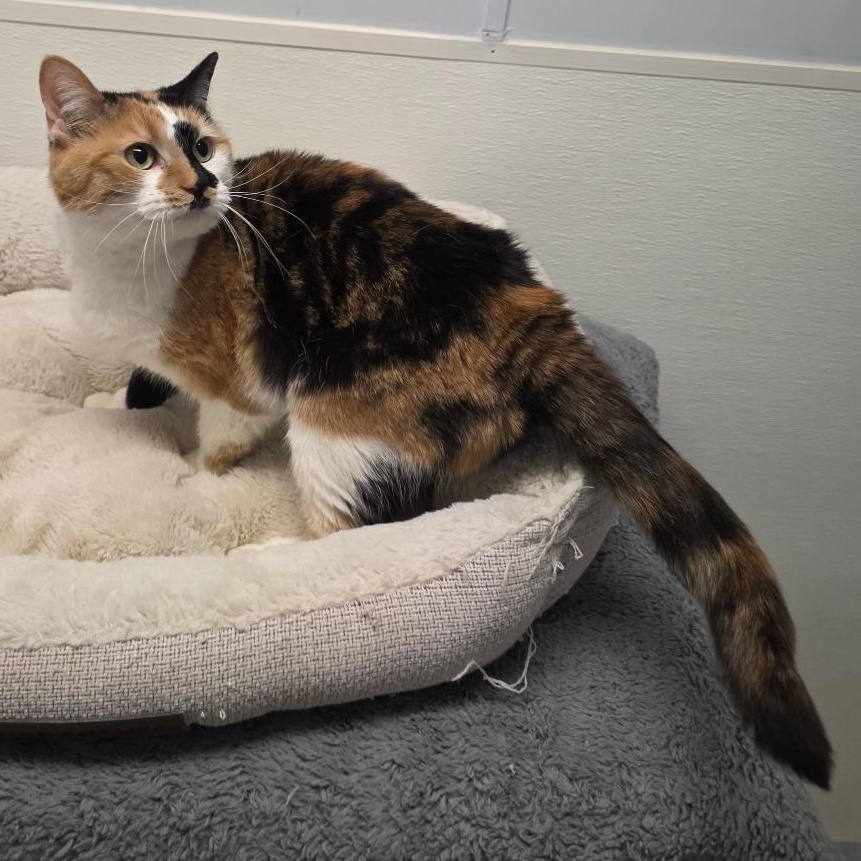 Enlarge Callie, a Adoptable mixed breed in Greensboro, NC image 6/6