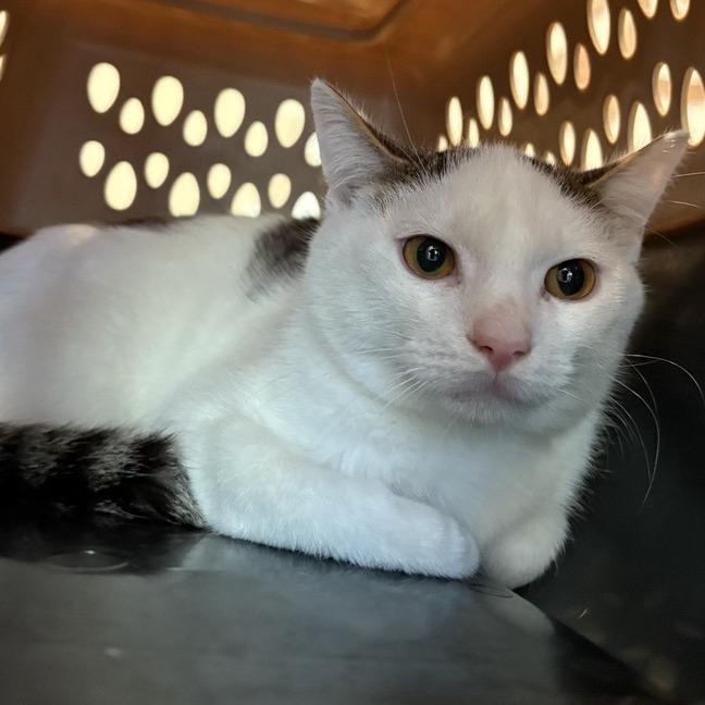 Luther, Adoptable, Young Male Domestic Short Hair.