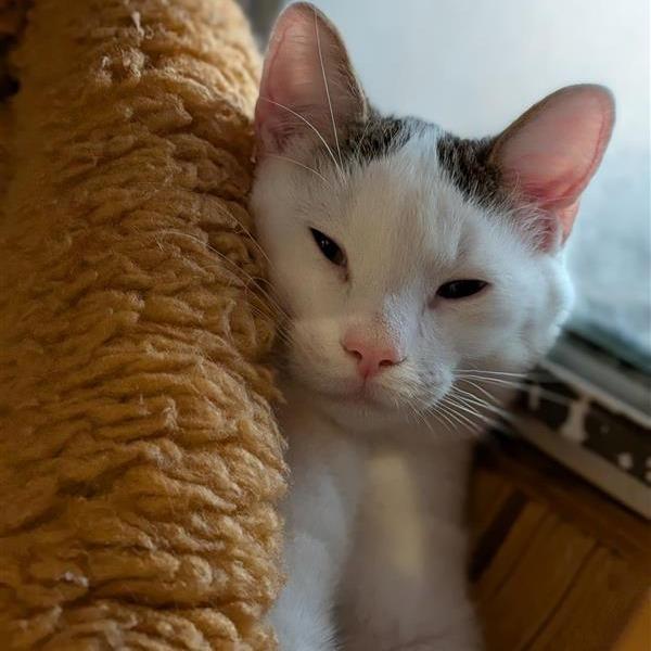 Enlarge Luther, a Adoptable Domestic Short Hair in Bentonville, AR image 2/3